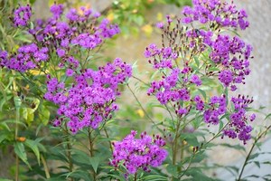 Late Summer and Fall Flowers for Hummingbirds
