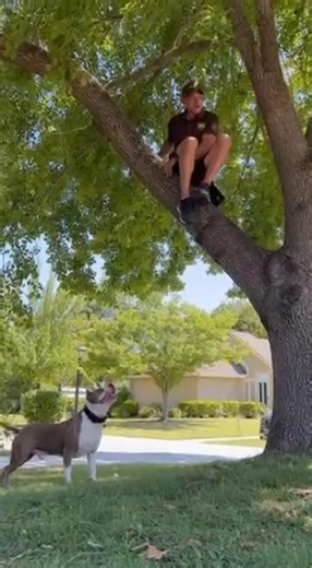 Pitbull Waits Patiently While UPS Delivery Guy Is Stuck in a Tree 😳🐶#shorts #puppy