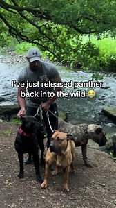 I’ve Just Released Panther Back Into the Wild