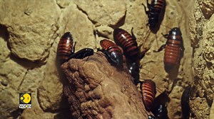 3.9K views · 28 reactions | A tiny bug with big benefits Cockroach milk is here, and it’s packed with more nutrition than cow’s milk Mohammed Saleh brings you this report #CockroachMilk #Nutrition #AlternativeMilk | WION | Facebook