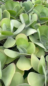 Paddle Plant Succulent, Kalanchoe Flapjacks, 6" Pot - Etsy