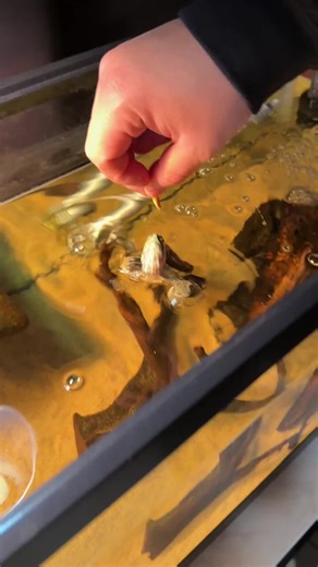 Delicious Shrimp Dish That Delights