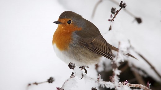 Antibiotic resistance in bacteria - Natural selection and evolution - OCR Gateway - GCSE Biology (Single Science) Revision - OCR Gateway - BBC Bitesize