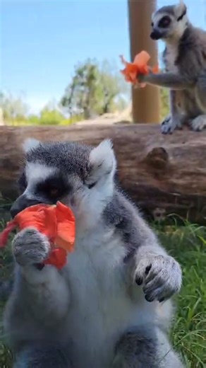 7.3K views · 241 reactions | It's Lemur Day! Did you know that ring-tailed lemurs have exactly 13 alternating black and white bands on their tails? Did you also know that red-ruffed lemurs have at least 13 different sounds to communicate with other red-ruffed lemurs? | Oklahoma City Zoo and Botanical Garden | Facebook