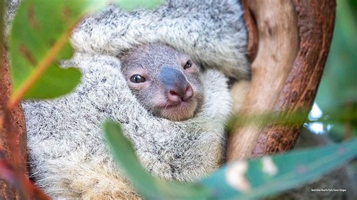 Adorable moment koala baby peeks out of mother's pouch for the first time