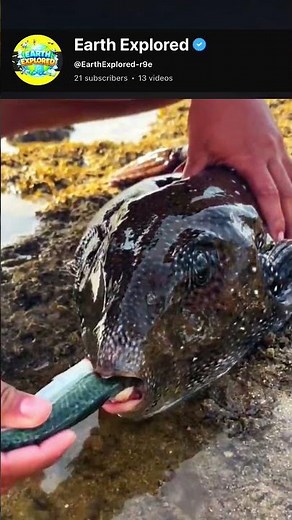 Fish with human teeth #facts #funny #petshub #shorts