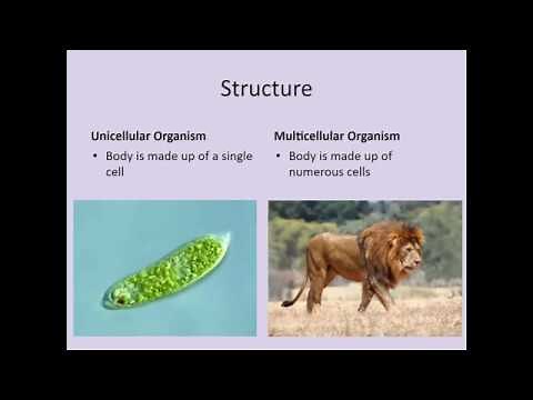 5th Grade Unicellular and Multicellular Organisms