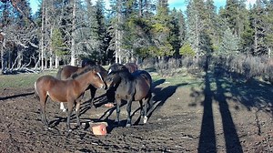 28K views · 2.6K reactions | A compilation of videos from the trail cams in the Williams Creek Valley, west of Sundre, Alberta | Help Alberta Wildies Society | Facebook