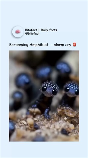 @yourdailyvideos9 on Instagram: "It might look like a squeaky toy, but that high-pitched scream is real—and it’s coming from one of the smallest amphibians on Earth. Species like the desert rain frog use loud, defensive cries to startle predators, despite being barely the size of a ping pong ball. Their vocal sacs amplify the sound far beyond what you’d expect from such a tiny body. It’s not aggression—it’s survival in its purest, squeakiest form. But don’t be fooled! Videos like this are going 