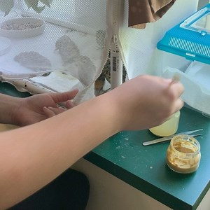 2.1K views · 157 reactions | Remember the three American robin siblings from the hailstorm? Look at them now! We are amazed at how quickly these little ones grow and change in what seems like a blink of an eye! Eat up little ones! Next step is an outdoor enclosure when they get a bit larger! Stay tuned! #centerforwildlife #conservationmedicine #americanrobin #survivors | Center for Wildlife | Facebook