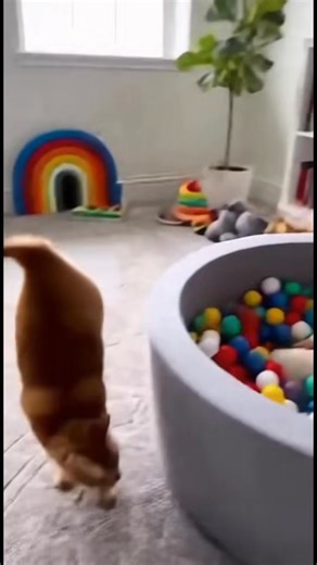 Cat playhouse | We are dog lovers