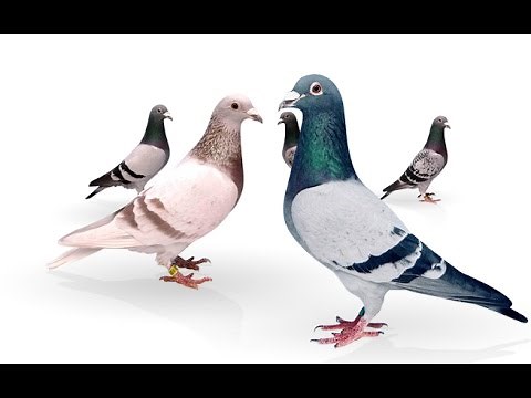 How To Race Pigeons