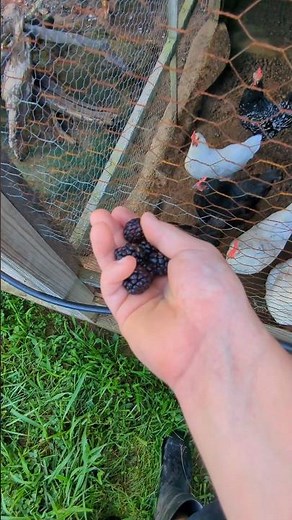 Will The Chickens Eat These Black Berries? #chickenfood