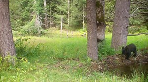 68K views · 2.7K reactions | Black bear Mum & cubs crossing beaver dam & of course she has to stop to give my #trailcam a good sniff. (Browning Recon Force Advantage - Western Massachusetts) | CR Wildlife Cams | Facebook