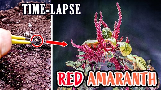 Growing red amaranth plant from seed to flower (95 days time lapse)