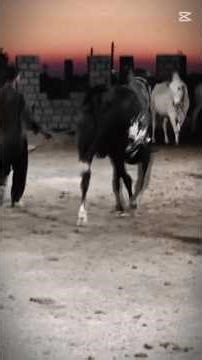 Kallu ShahPuriya ||Breeder Off Sk Cattle Farm #shortvideo #cow #bullfarm