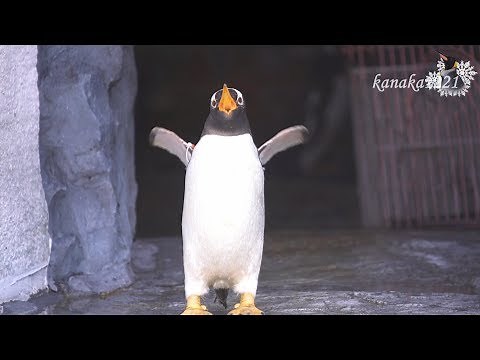 旭山動物園 切ないジェンツーペンギン37番-Gentoo Penguin