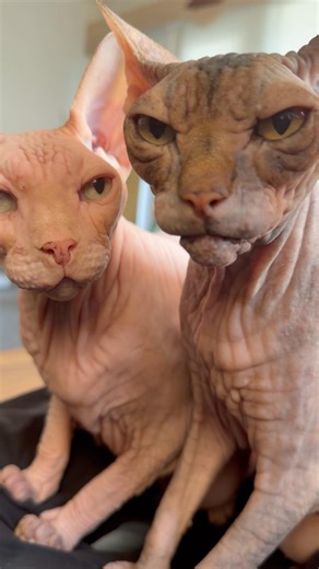 Life With Alien 👽 Cats 😸😻😹