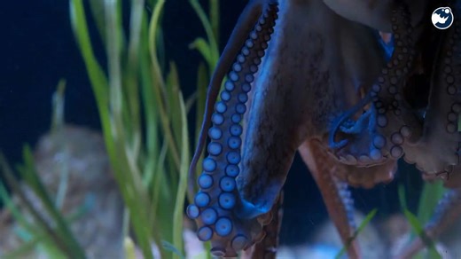 7 Animals That Outsmart Humans Using Physics