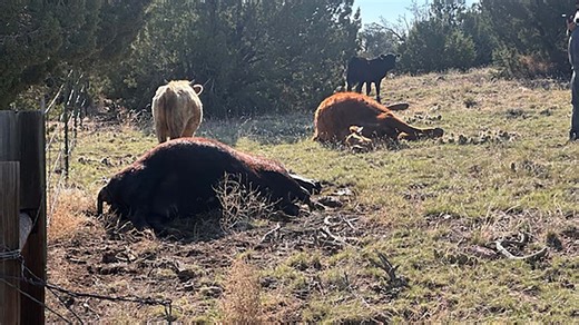 15 Cattle Dropped Dead In One Day On Colorado Ranch Remains A Mystery