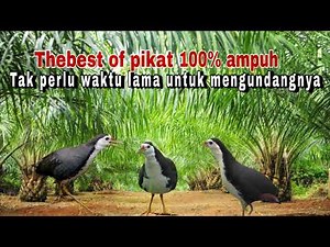 Suara pikat ruak ruak khusus siang hari. Sangat ampuh untuk pikat,buktikan sendiri || ONTROG SPOT