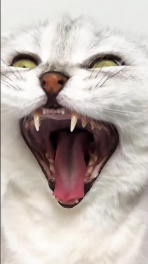 #Sonya Halloween...#cats #cat