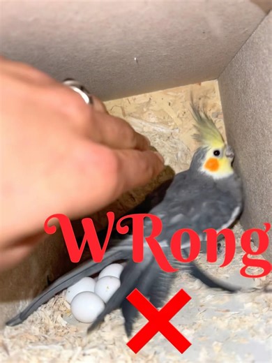 DON'T DO THIS! ❌ How to Handle a Nesting Cockatiel and Her Eggs Properly #shorts #birds #cockatiel