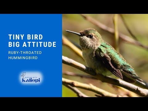 Why Was This Hummingbird Attacking a Gnatcatcher?