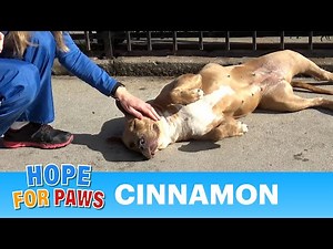 Abandoned PitBull has a WEIRD story... what do you think? #pitbull