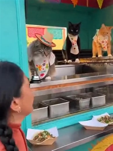 Delicious Tacos and Adorable Pets