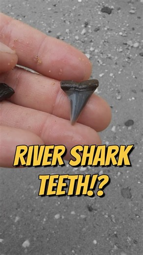 We Found SHARKS In the Potomac River While Fossil Hunting!