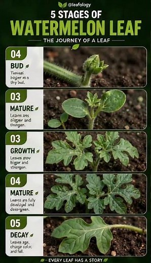 The 5 Stages of Watermelon Leaf Growth 🍉🌿 | Amazing Watermelon Plant Life Cycle #shorts