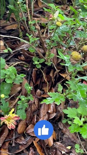 Chrysanthemum: How To Plant, Grow, And Care For Chrysanthemums