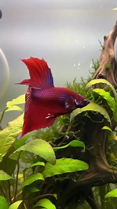 2.3K views · 59 reactions | ✨ Grace in every fin. Meet the red Betta splendens gliding through a crystal-clear paradise  視  . #wildanimals #animals #animallover #animalphotography #aquarium #aquariumlife #marine #marinelife #saltwateraquarium #saltwatertank #fishtank #viralvideo #viralanimals #freshwateraquarium | Chhim SeakLim | Facebook