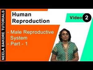 Human Reproduction | NEET | Male Reproductive System - Part 1 | Neela Bakore Tutorials
