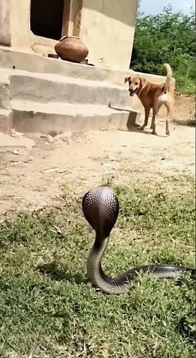 “Dog Fights Off Cobra Near Kids!”