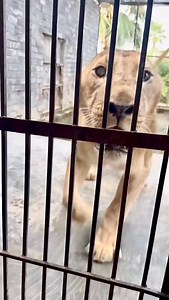 3.1M views · 10K reactions | Dangerous Lioness 女❤️ #lionking #lioness #wildlife #animals #tiger #ALiKhanAK #bigcats | ALi Khan AK | Facebook