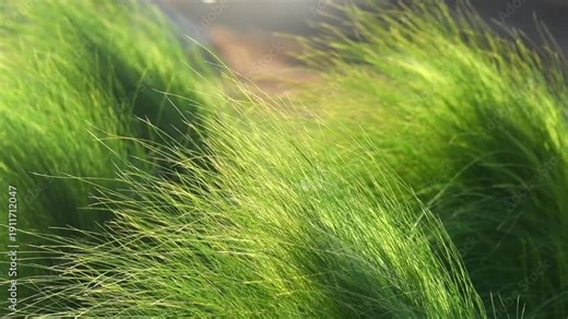 Mexican feather grass in modern garden, gardening, landscaping, design. Stipa tenuissima Pony Tails, Nassella, slow motion