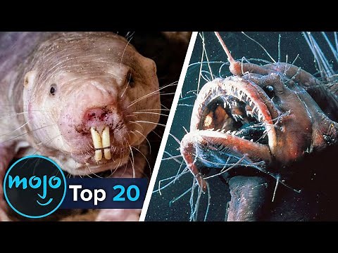 Top 20 Ugliest Animals