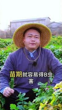 Crop Rotation vs. Continuous Cropping: The Real Impact on Farming