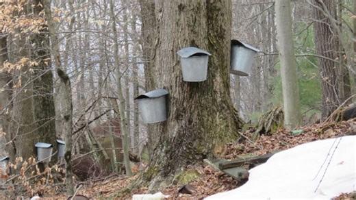 Three new sugar houses join the 2025 Maple Taste & Tour Weekend. What to know if you go