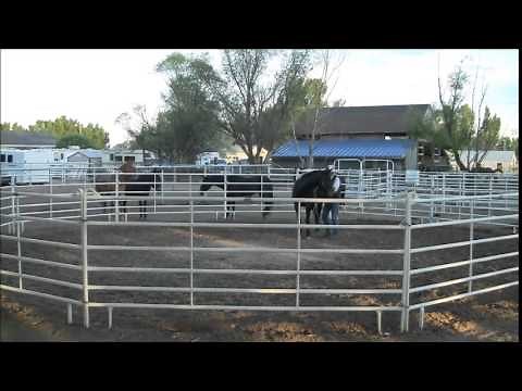 The 10 Minute Groundwork Workout for You and Your Horse