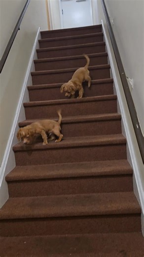 Week 12 or 13 I'm losing count😂 - Just got in and guess who flew out the door climbing up and down the stairs?! Yup you guessed right. Trouble & Junior (Big Back) lol. First time coming down the stairs. Thank God the outside door wasn't opened🤦🏾‍♀️ And you see they love talking back like their parents lol😂 Lord send help! Hear me huffing and puffing?! Going up and down 2 flights of stairs😩 | Indeera Q Hill