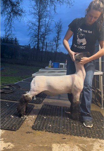 The Joy of Shearing Sheep: Show Lambs Unwrapped