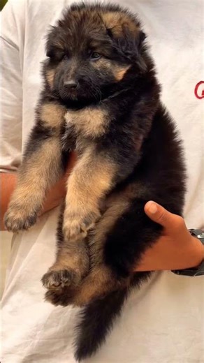 8810623046 German Shepherd puppy booking open 🐕 heavy bone GSD trained vaccinated call now fast