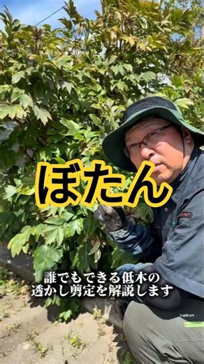 【ボタン】透かし剪定 #造園業 #庭作業 #ガーデニング