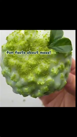 Fun Facts About Moss: Nature's Ancient Bryophyte