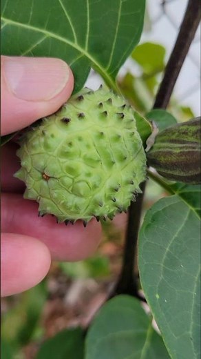 Florida backyard gardening "Angel Trumpet has seed pods" ❤️‍🔥