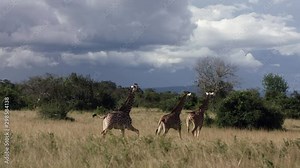 Three giraffe running in the landscape in africa akagera national park