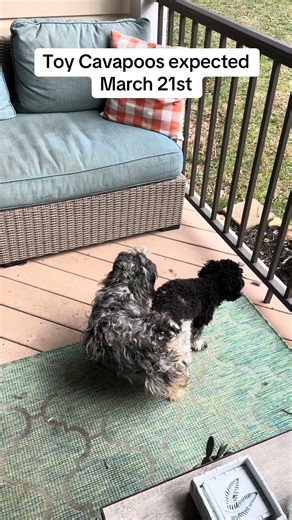 Toy Cavapoos expected March 21st. #puppy #cavapoo #poodle #cavalierkingcharles